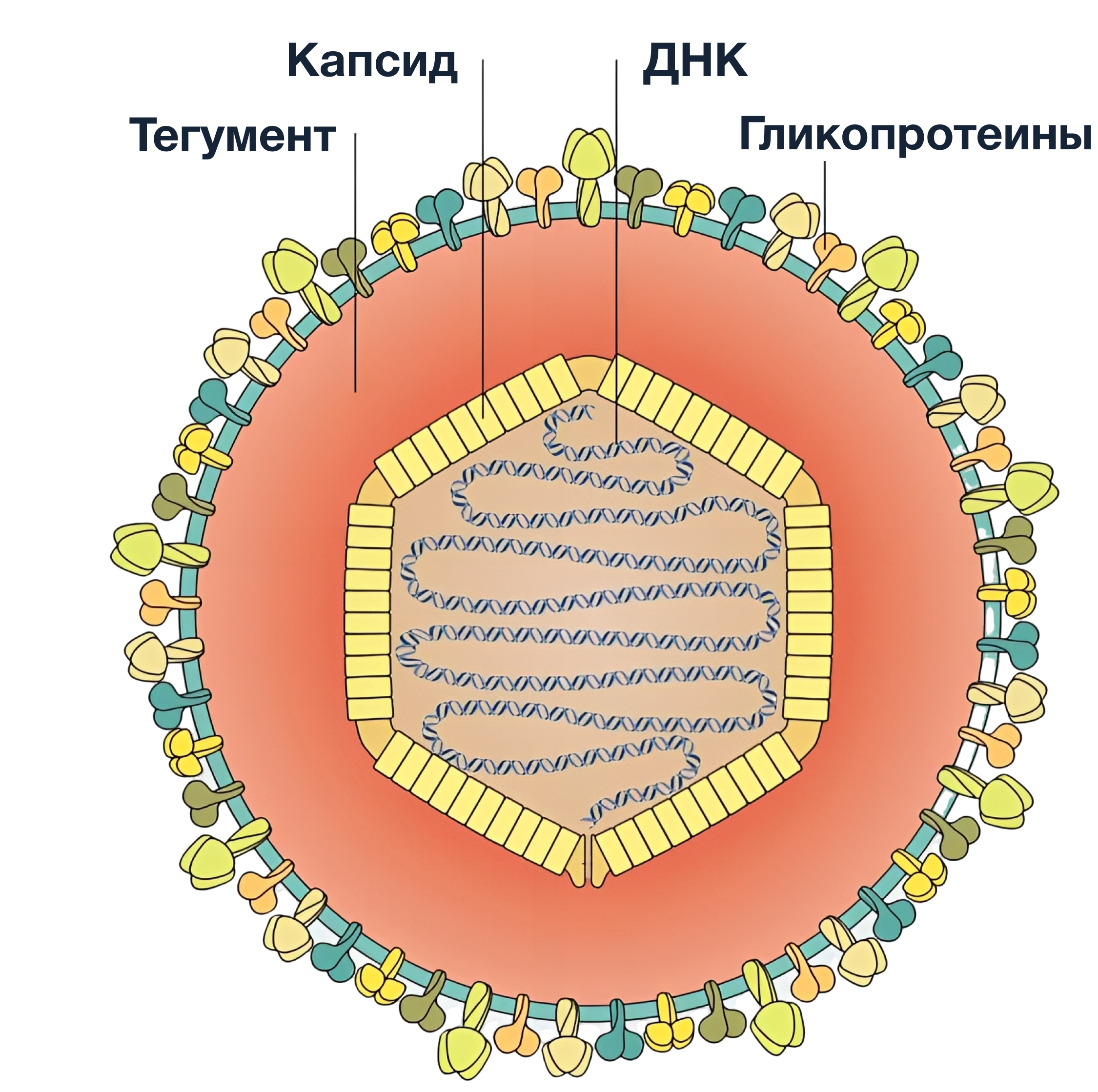 Вирус варицелла зостер. Структура вируса ветряной оспы. Вирусы семейства Herpesviridae.