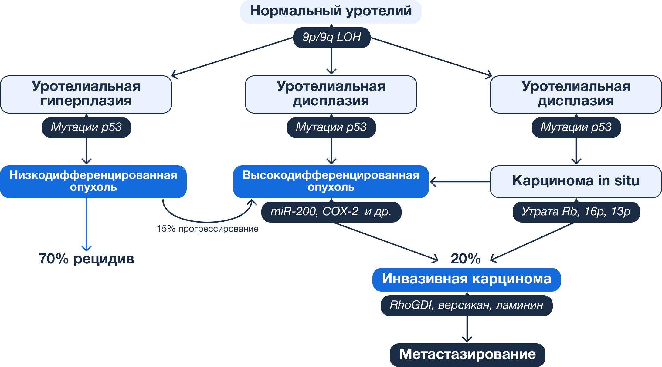 База знаний | Рак мочевого пузыря