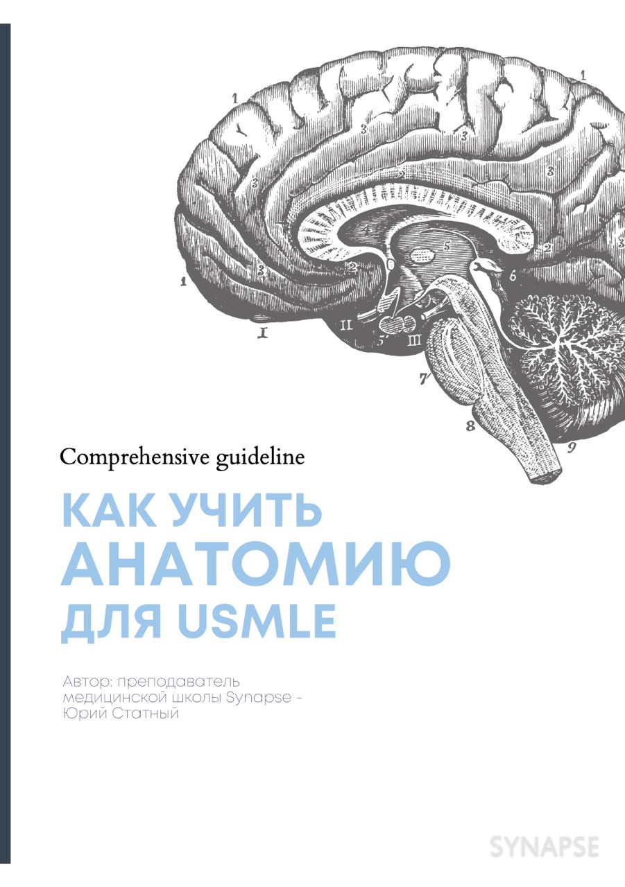 Учи анатом. Synapse USMLE.